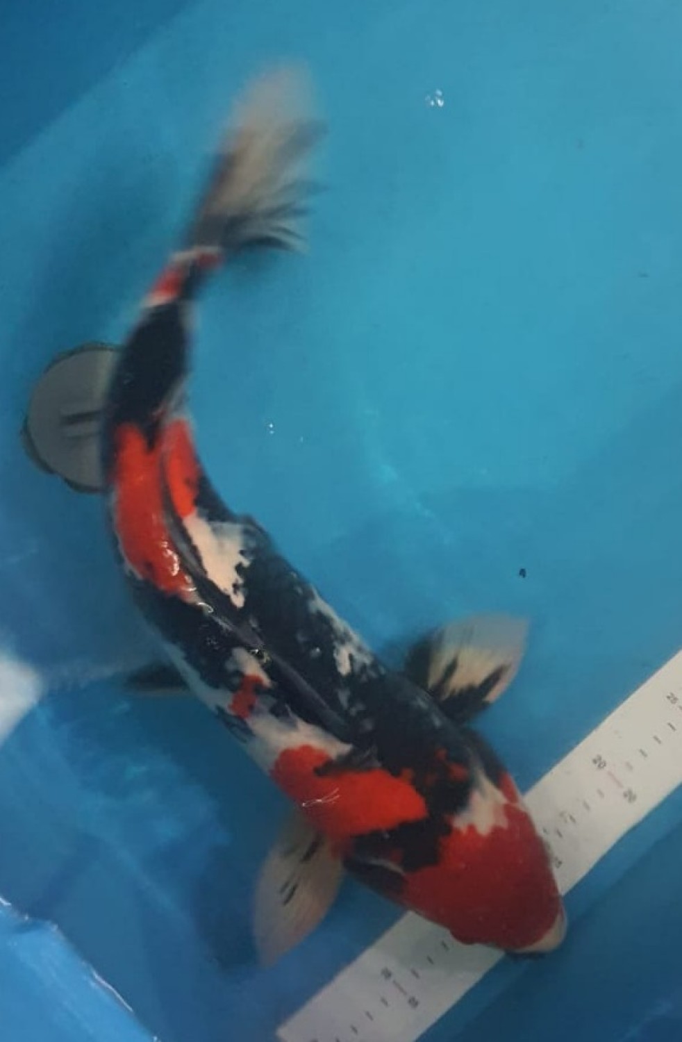 Juara 2