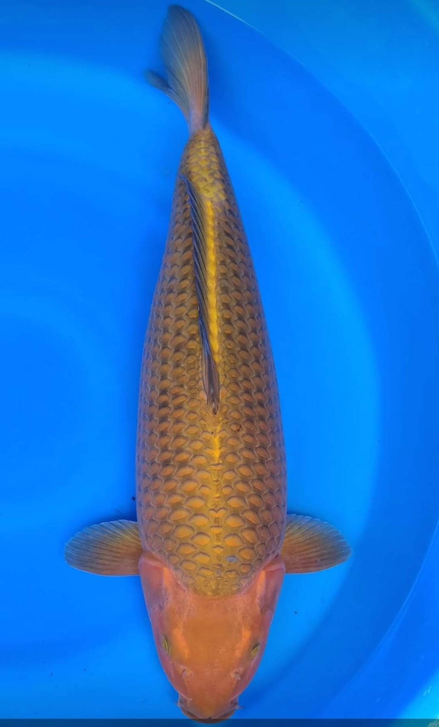Juara 1