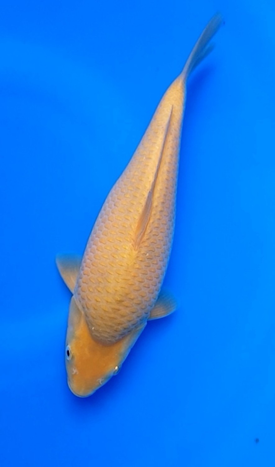 Juara 4