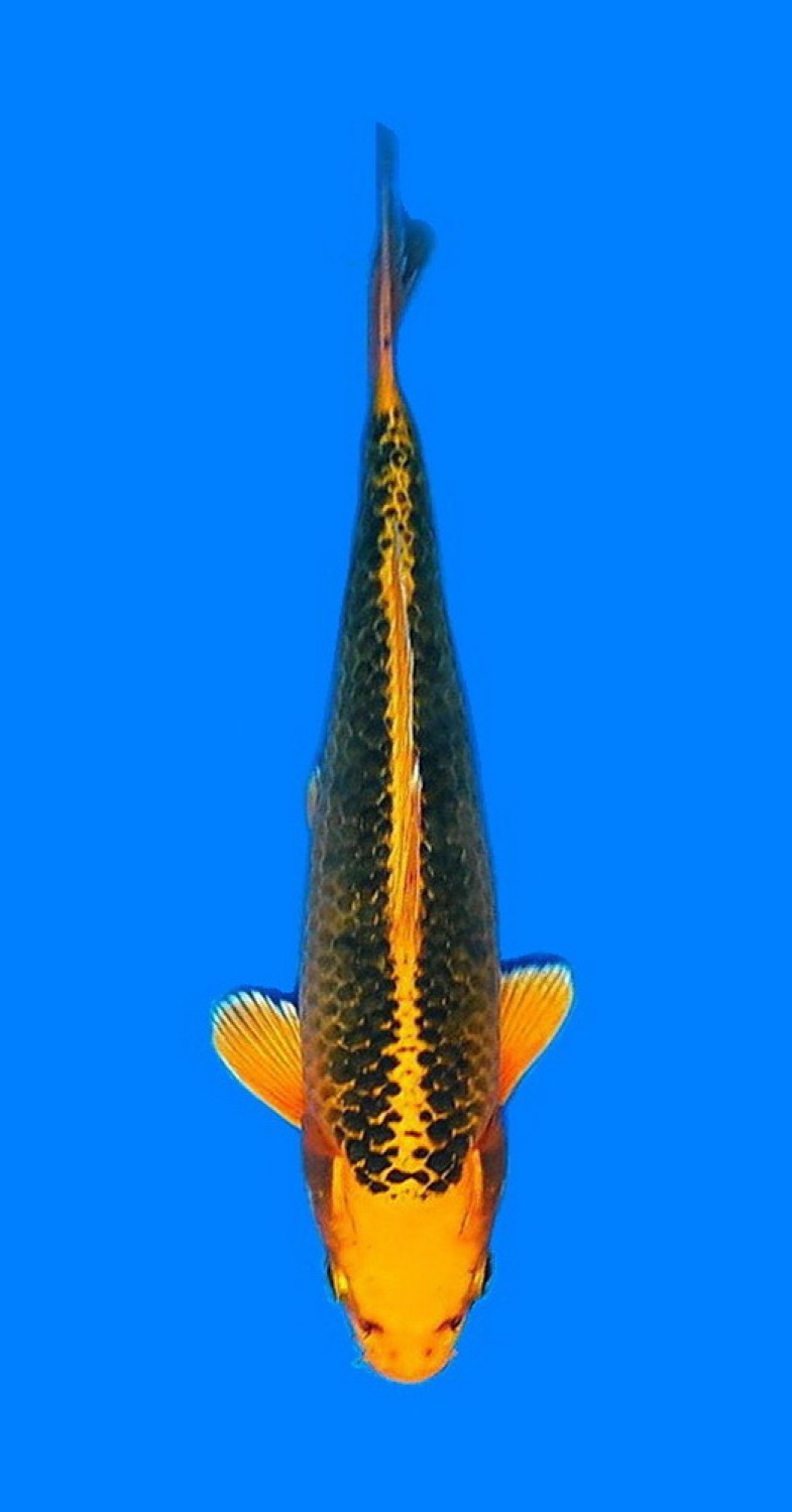 Kamboja Prize 25 Bu