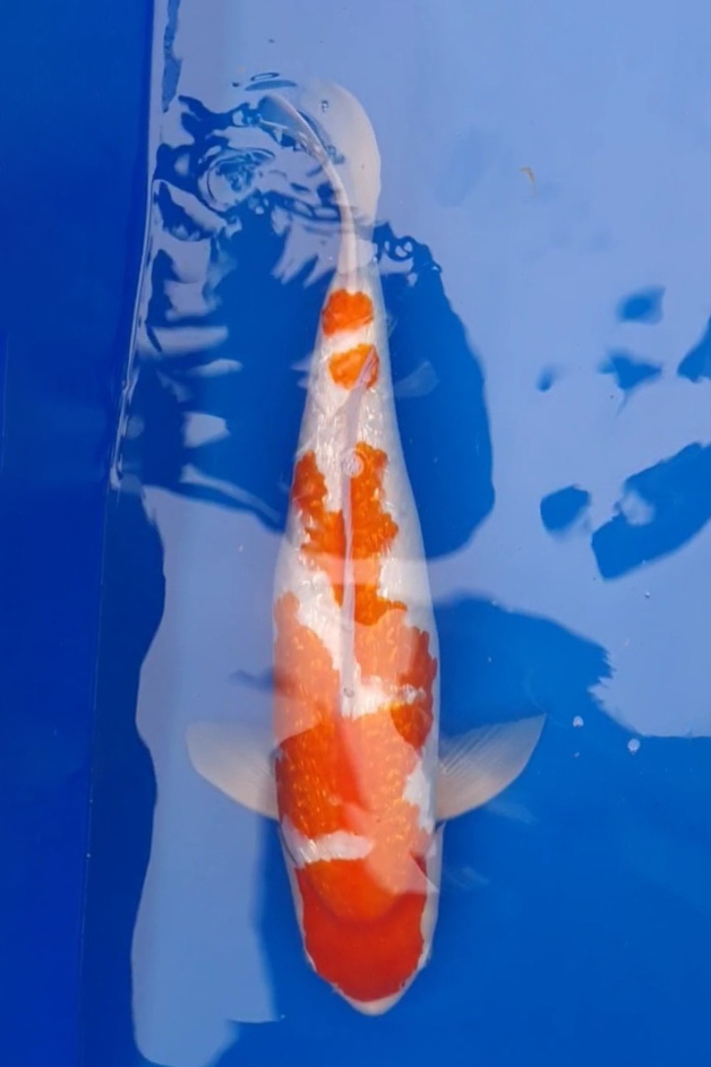 Juara 1