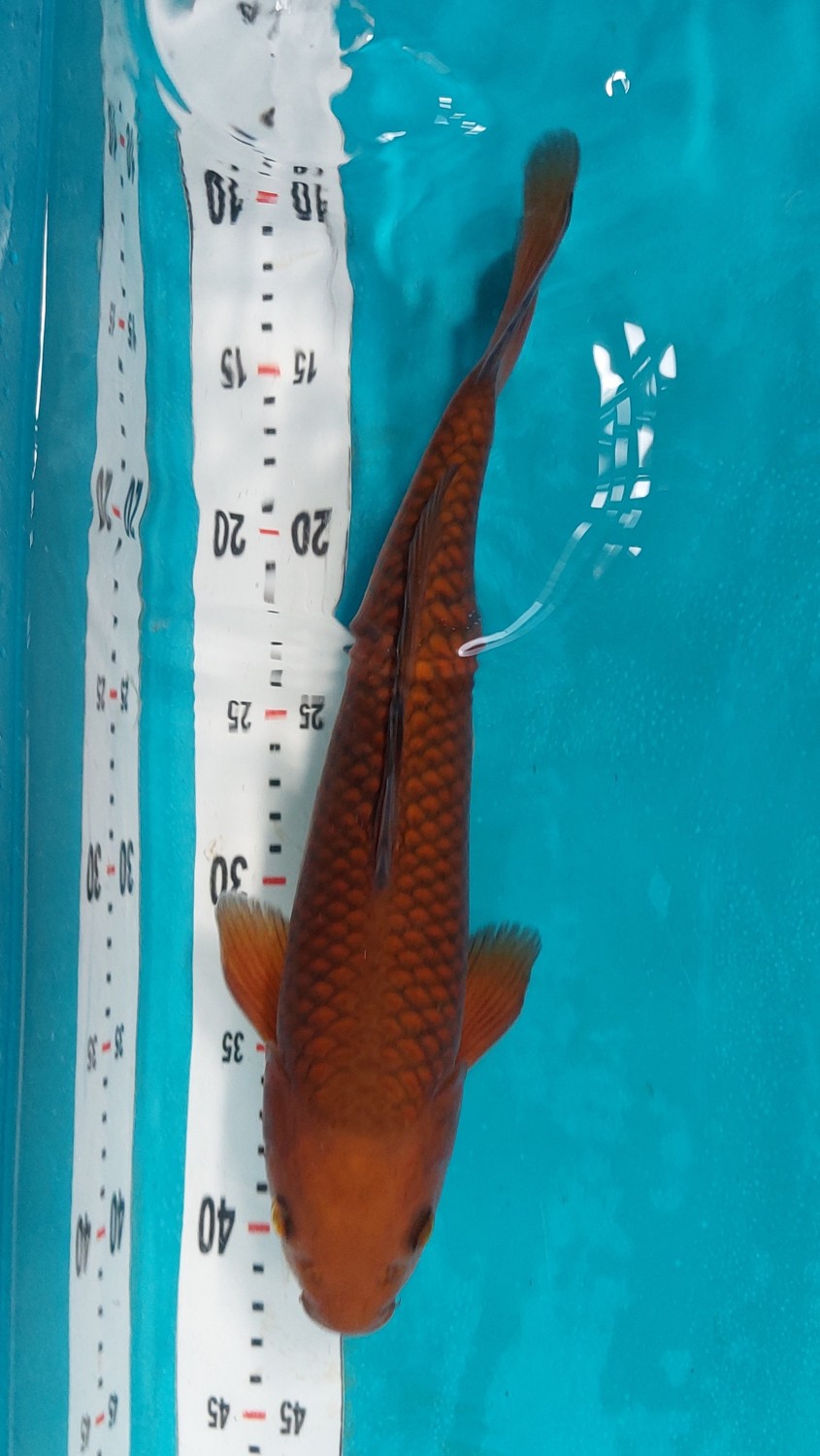 Juara 2