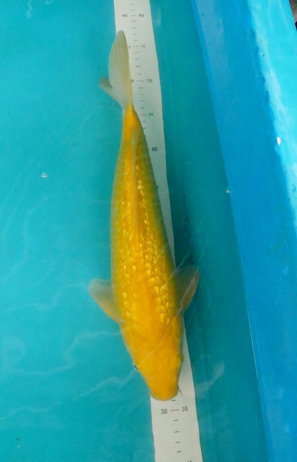 Juara 2
