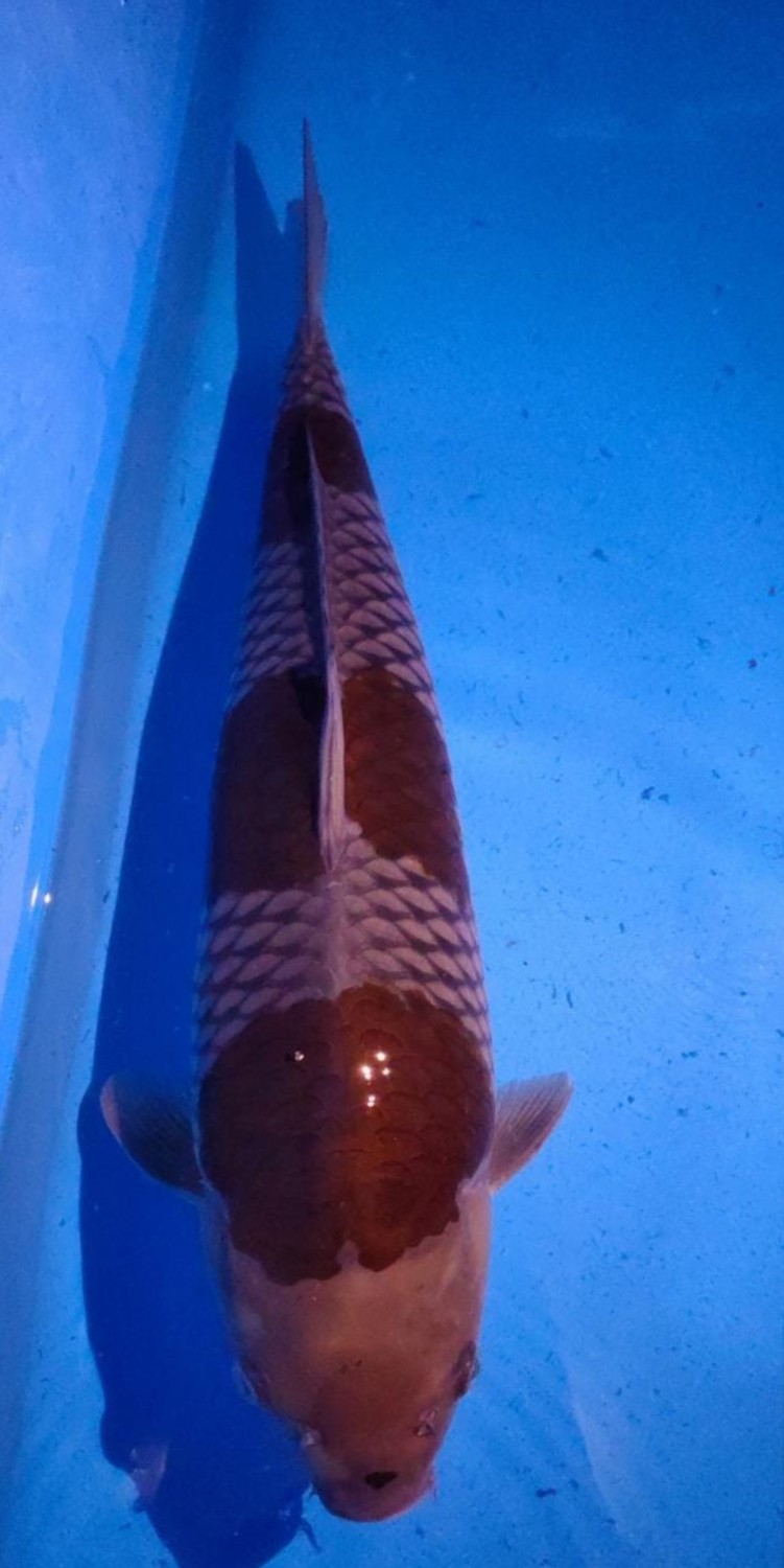 Juara 1