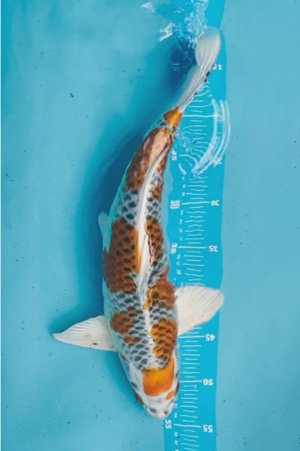 Juara 1