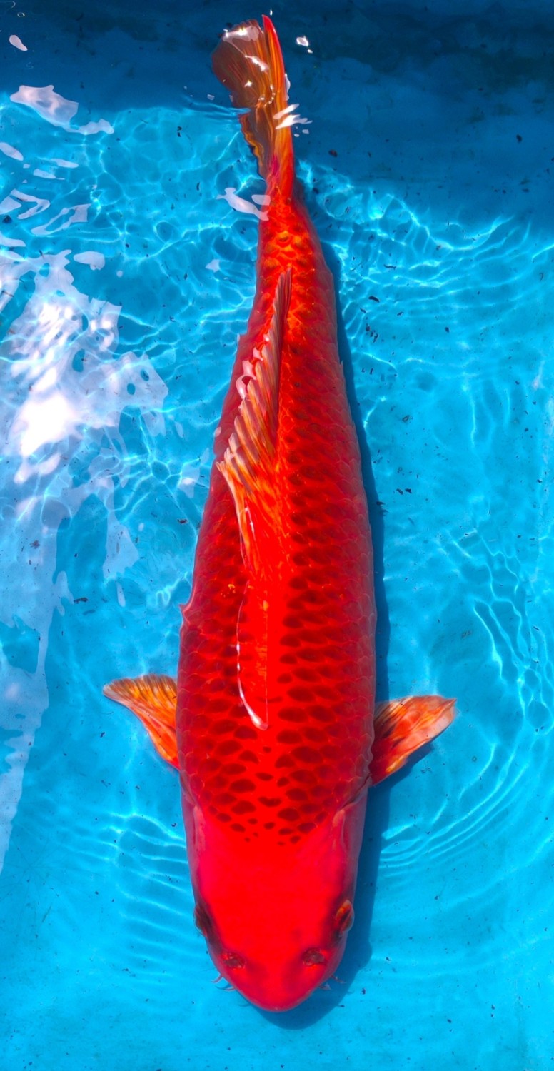 Juara 1