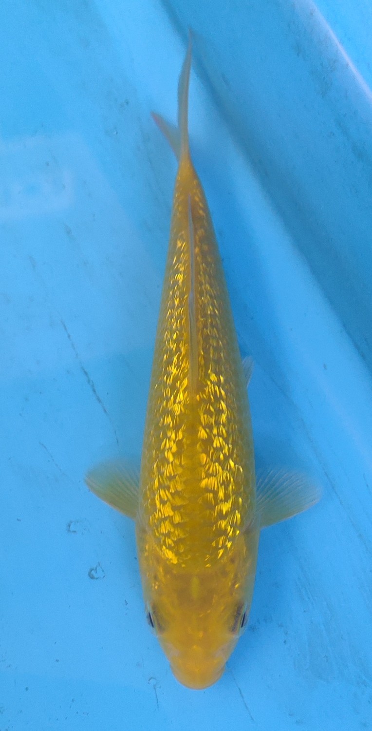 Juara 5