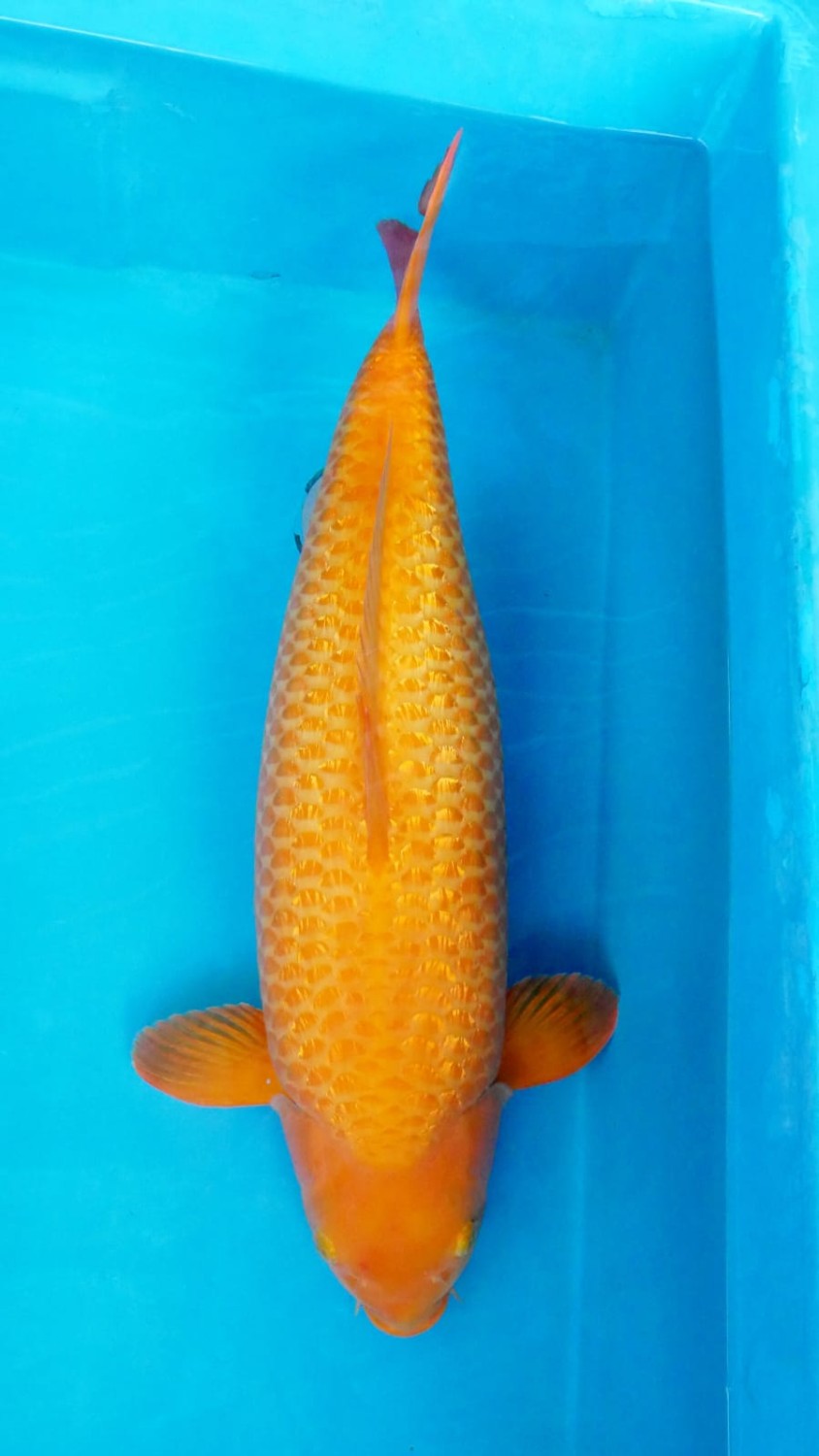 Kamboja Adult Champion