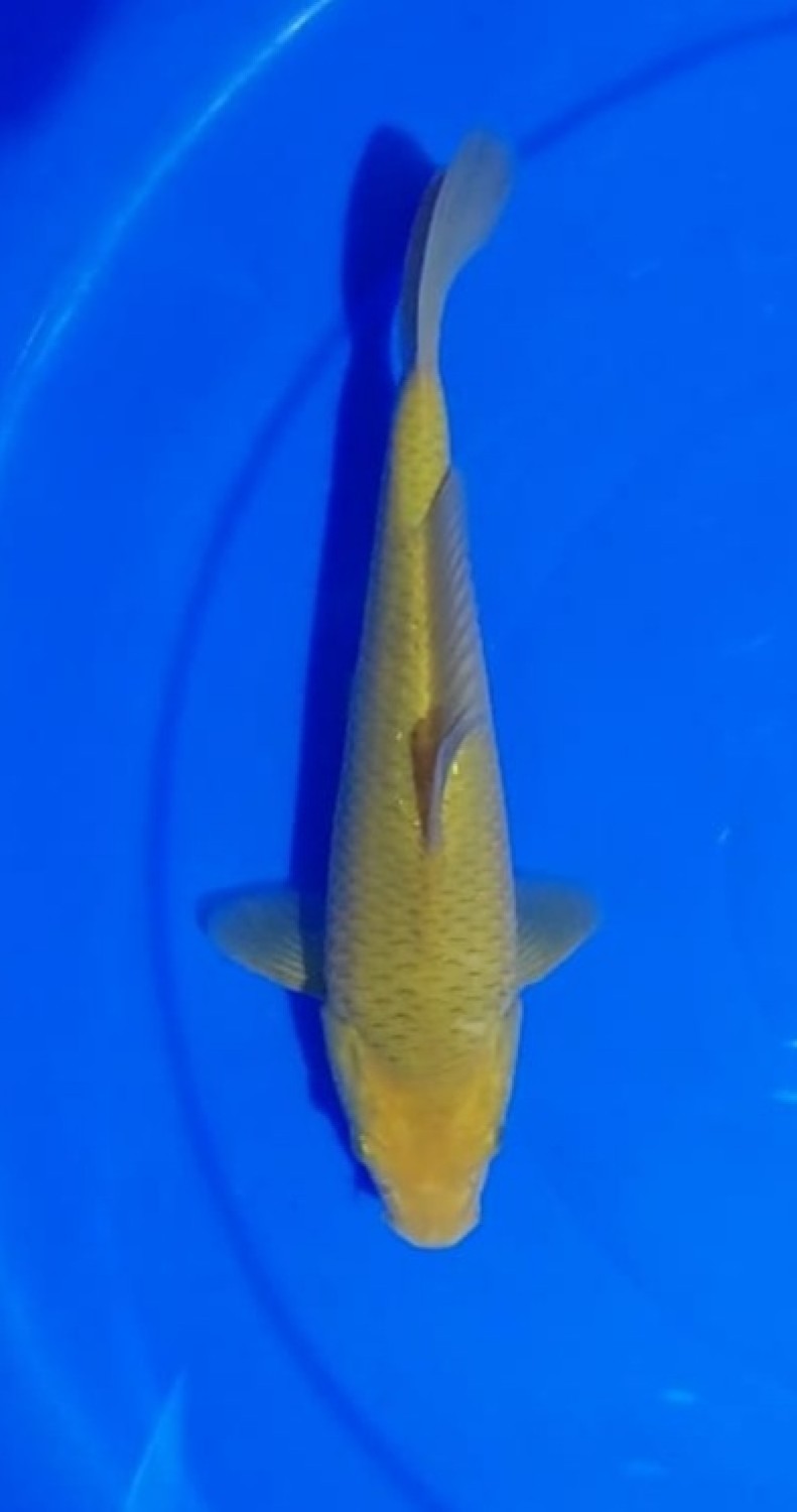 Juara 3