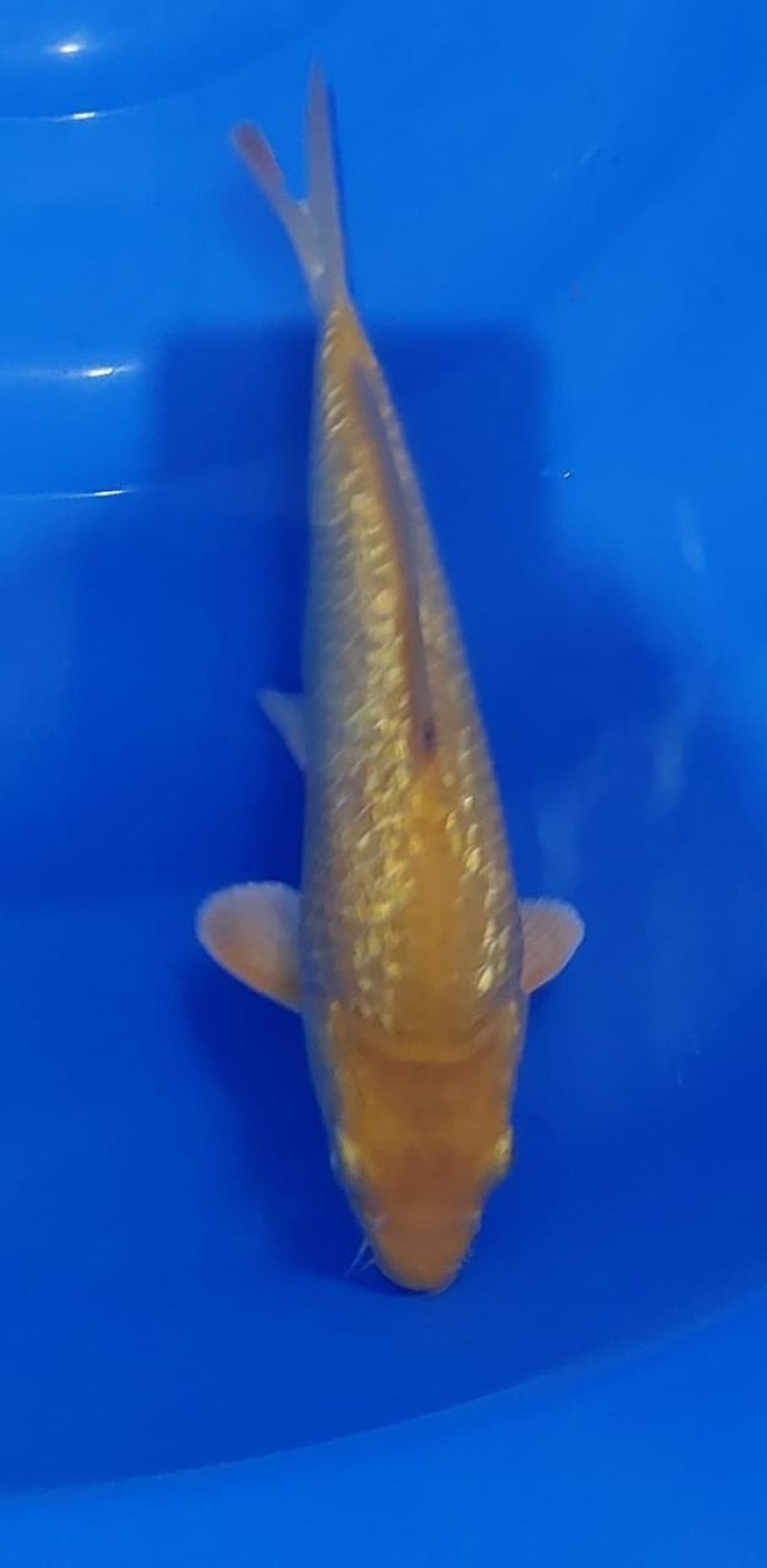 Kamboja Baby Champion