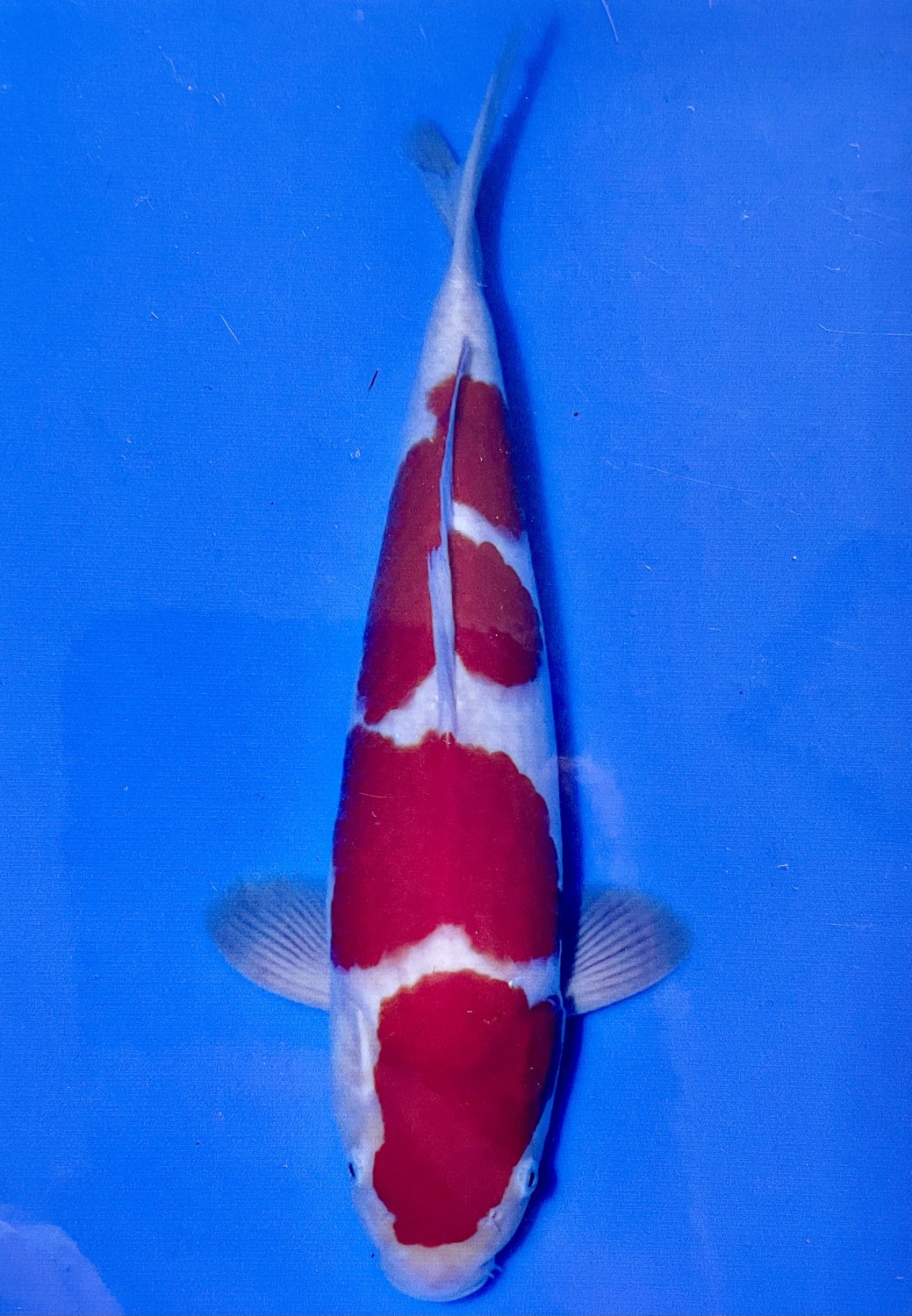 Juara 2