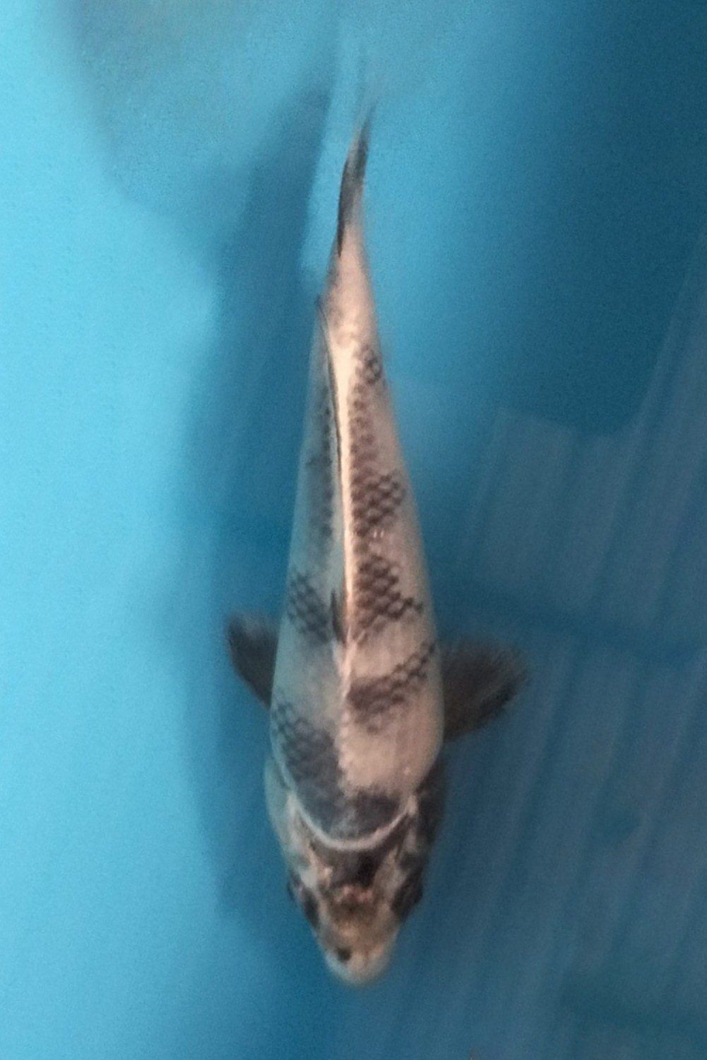 Juara 1