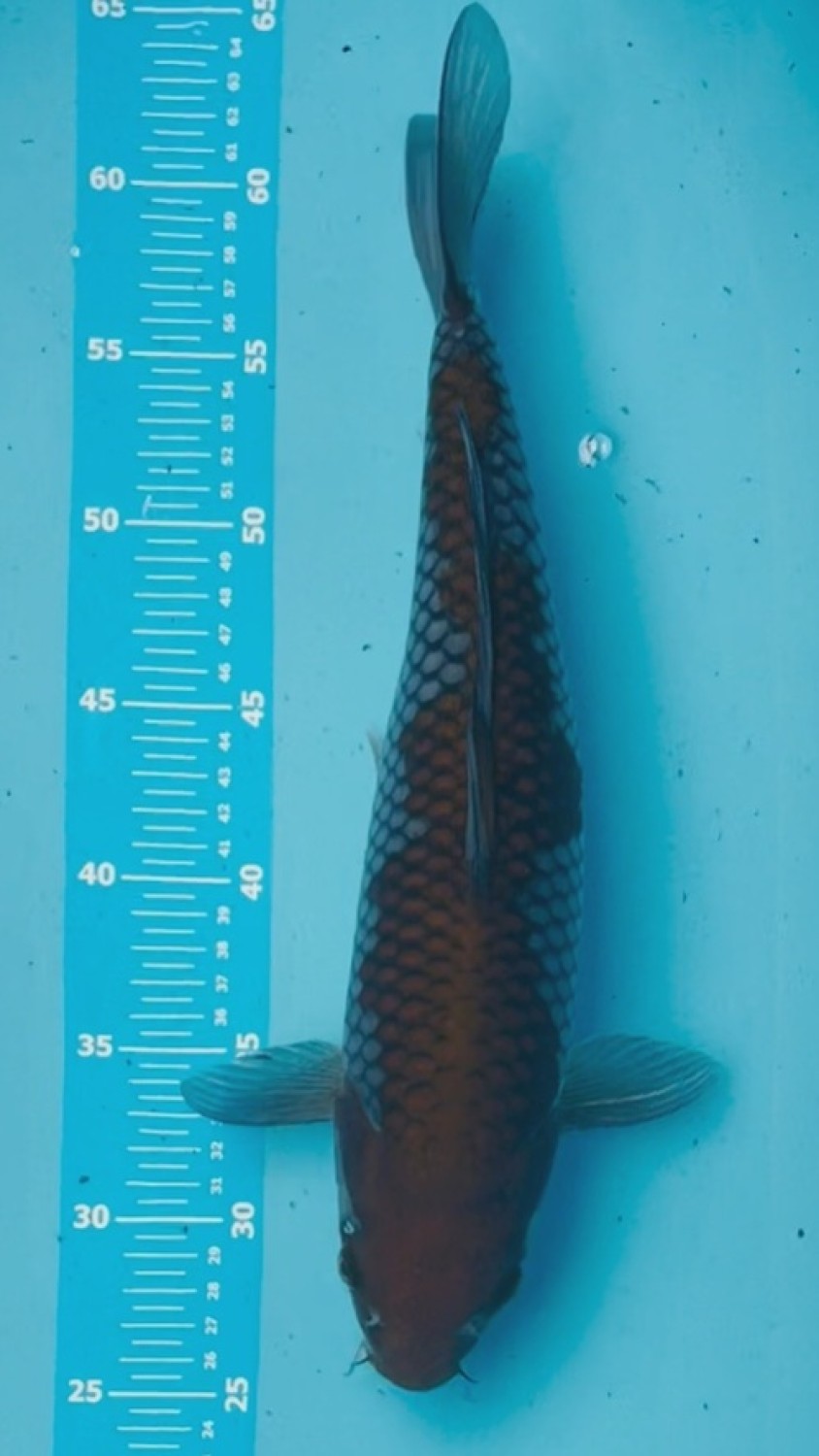 Juara 2