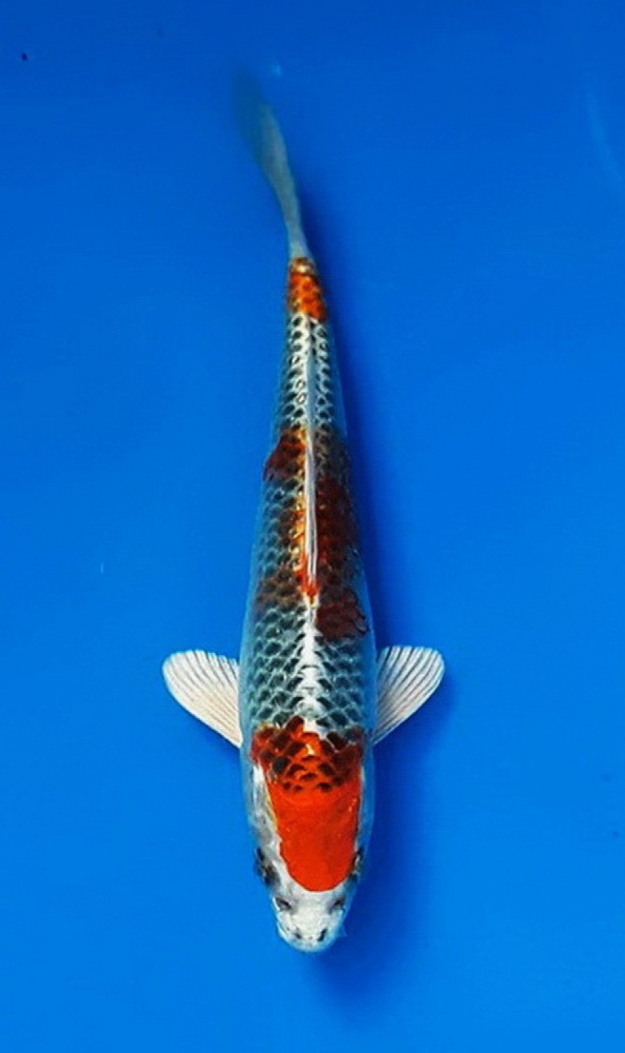 Juara 1