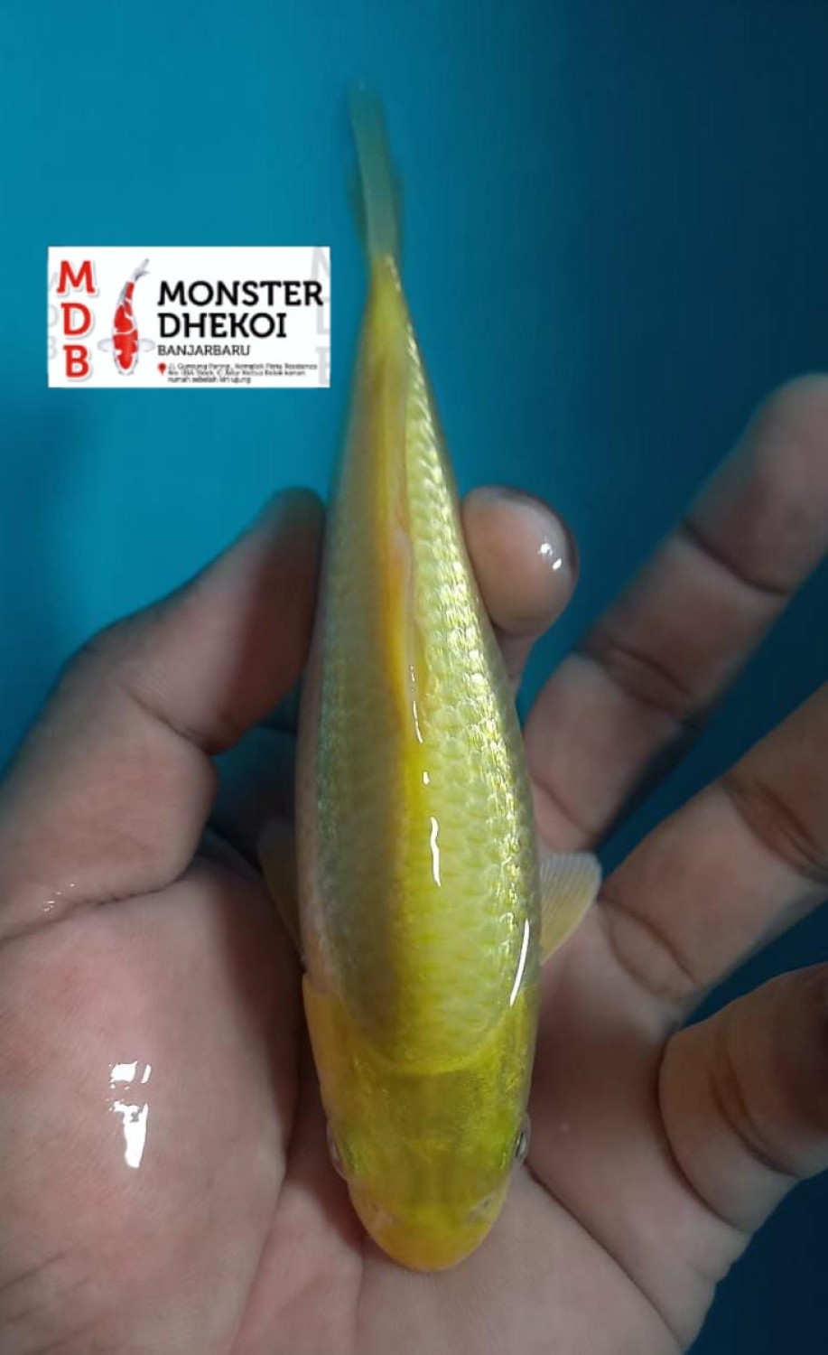 Kamboja Prize 15 Bu
