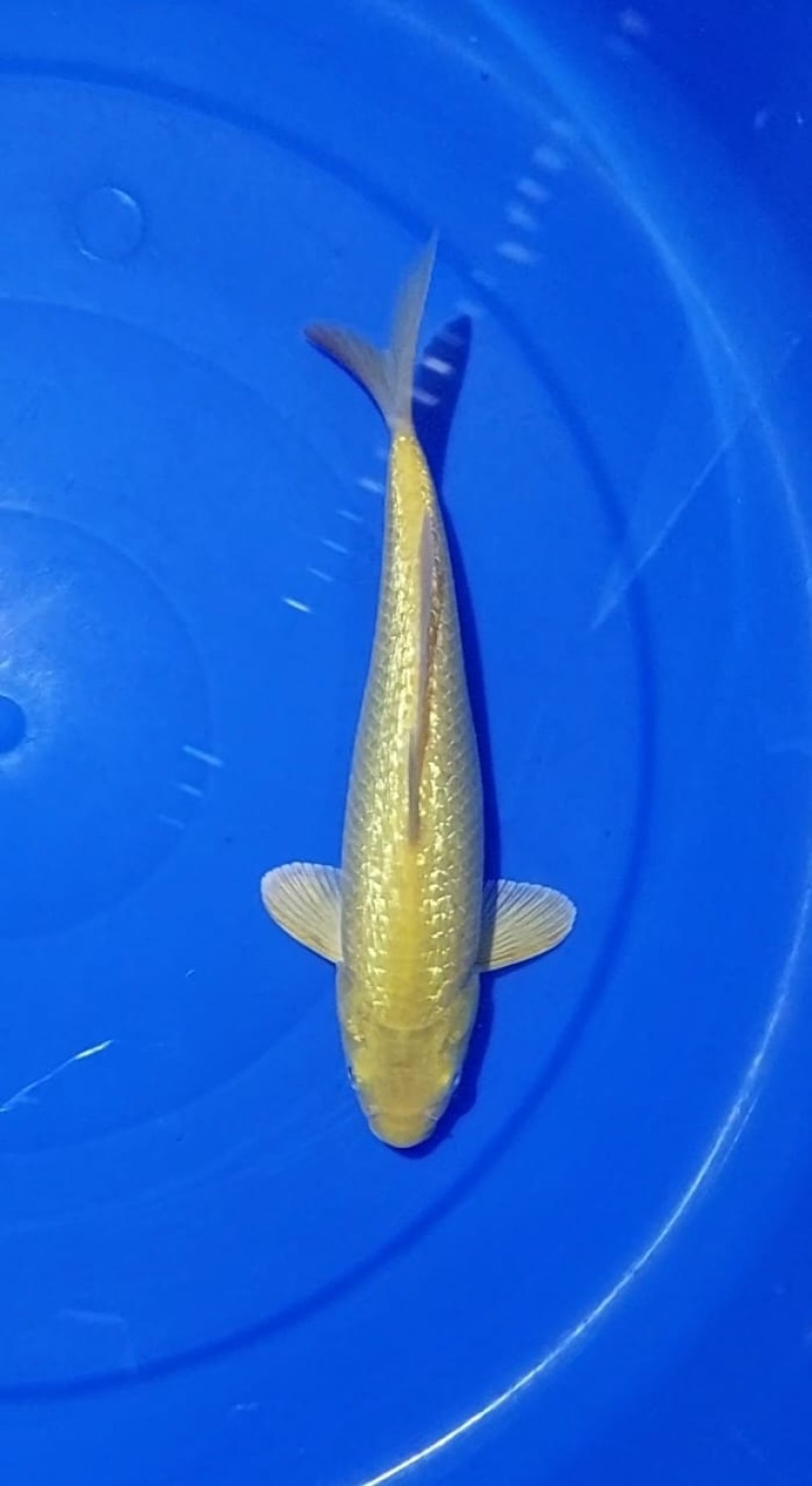 Kamboja Prize 35 Bu