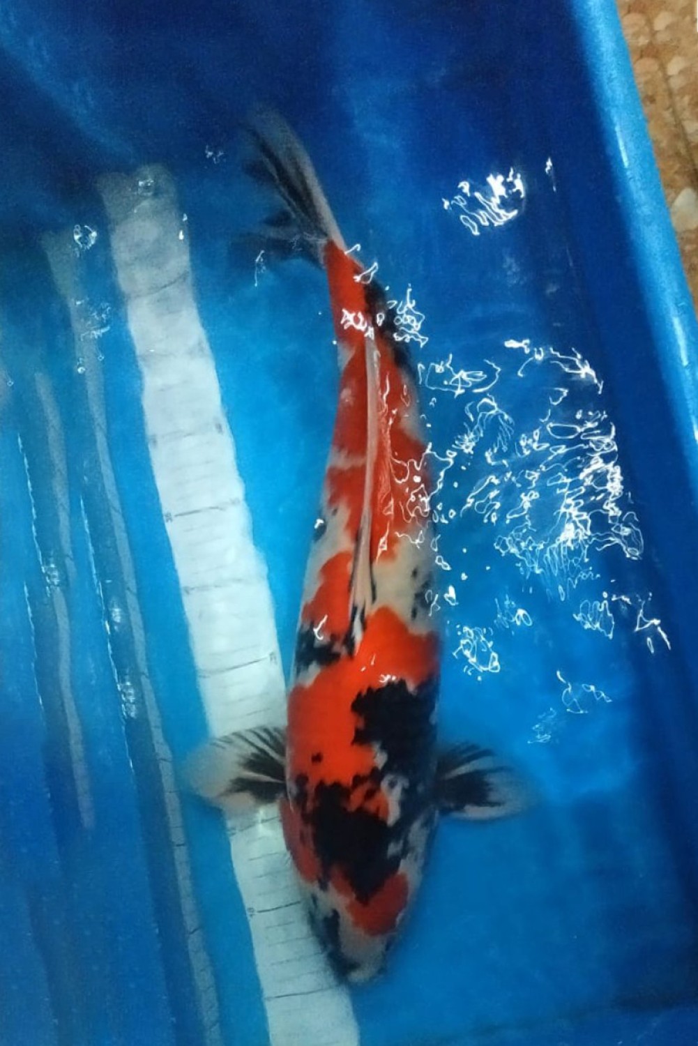 Juara 3