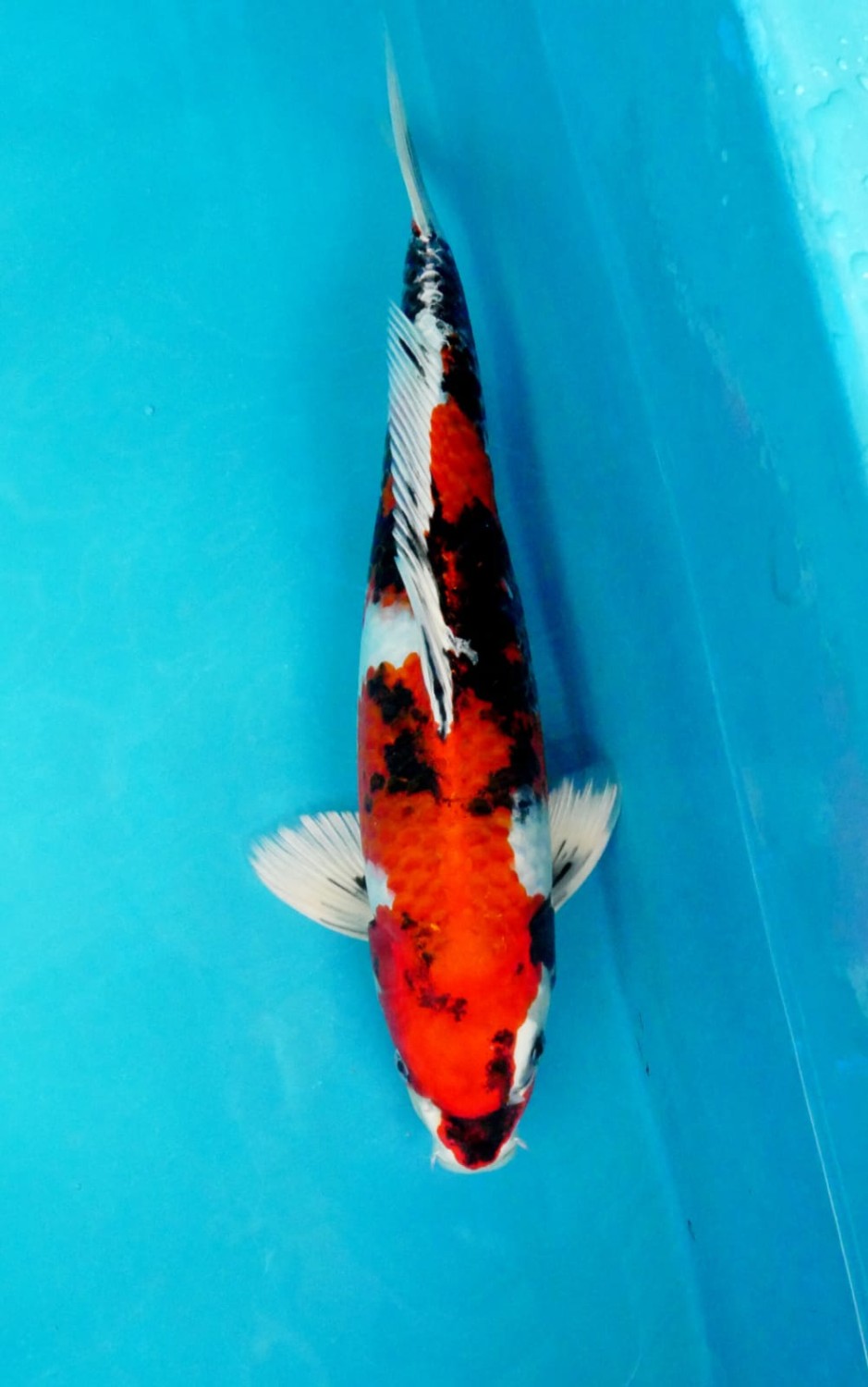 Juara 2