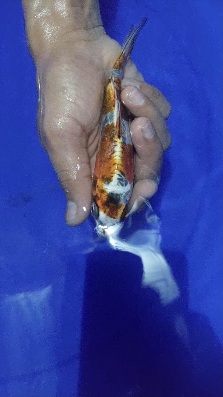 Juara 1