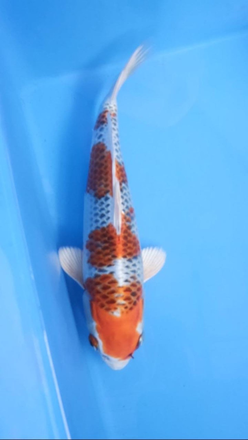 Juara 2