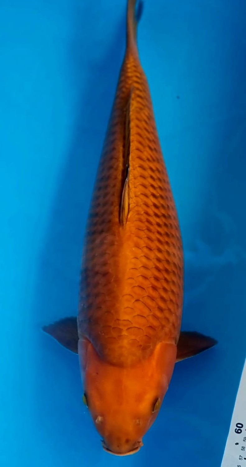 Kamboja Prize 55 Bu