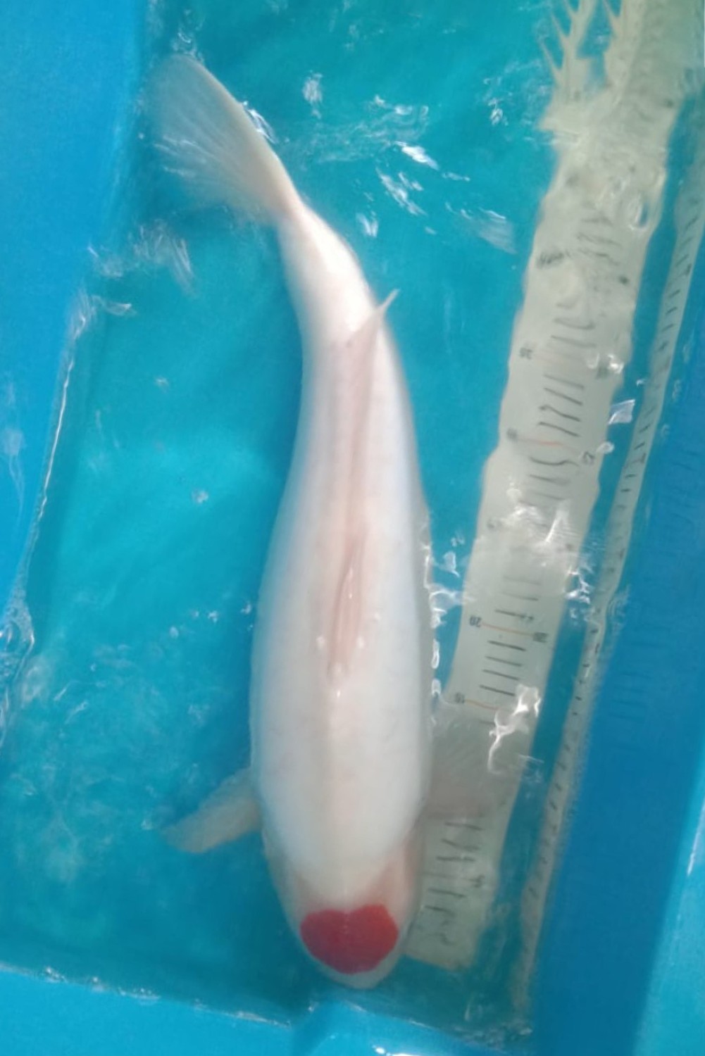 Juara 3