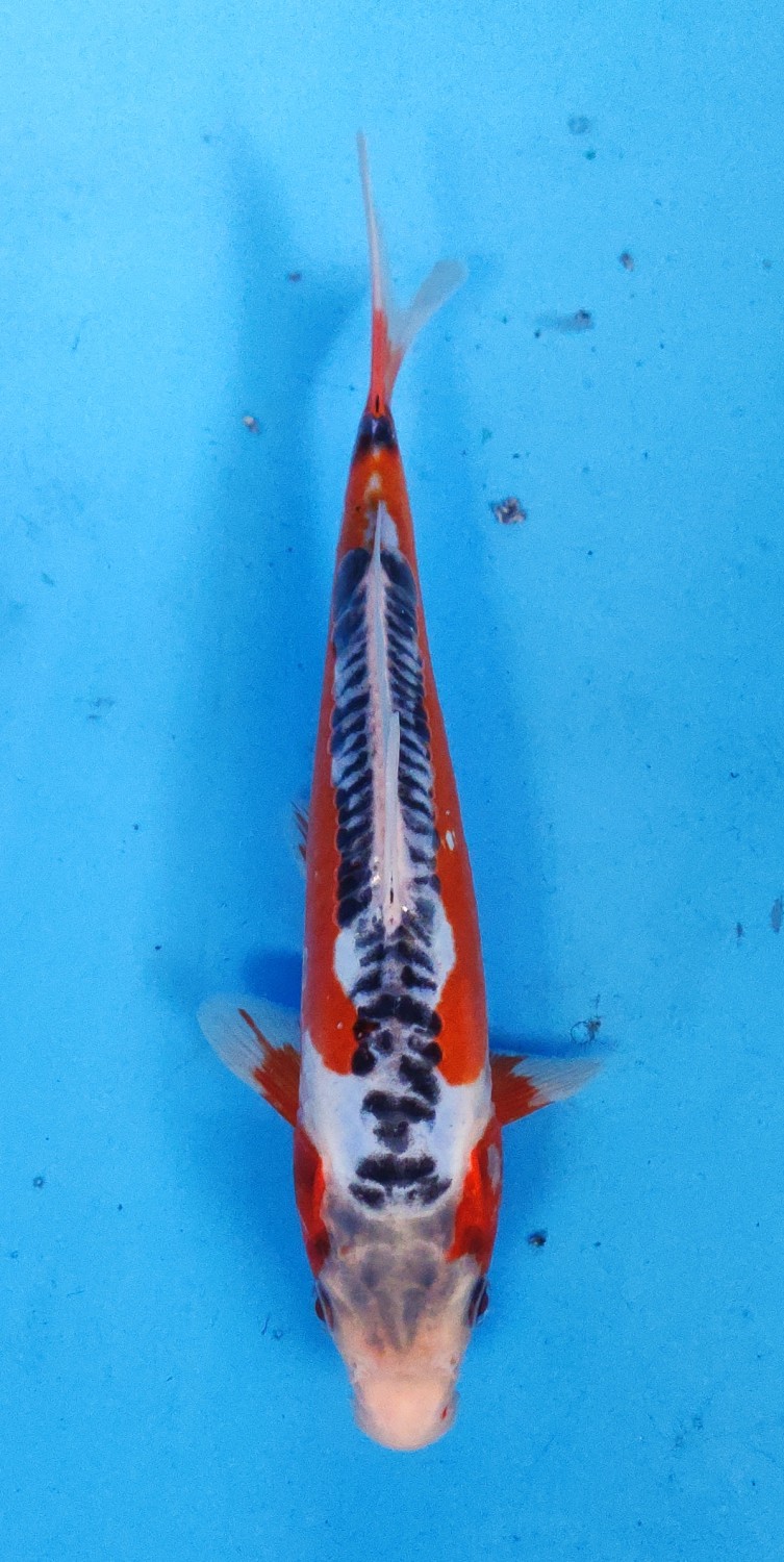 Juara 1