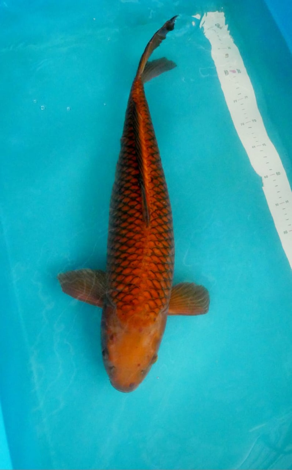 Juara 2