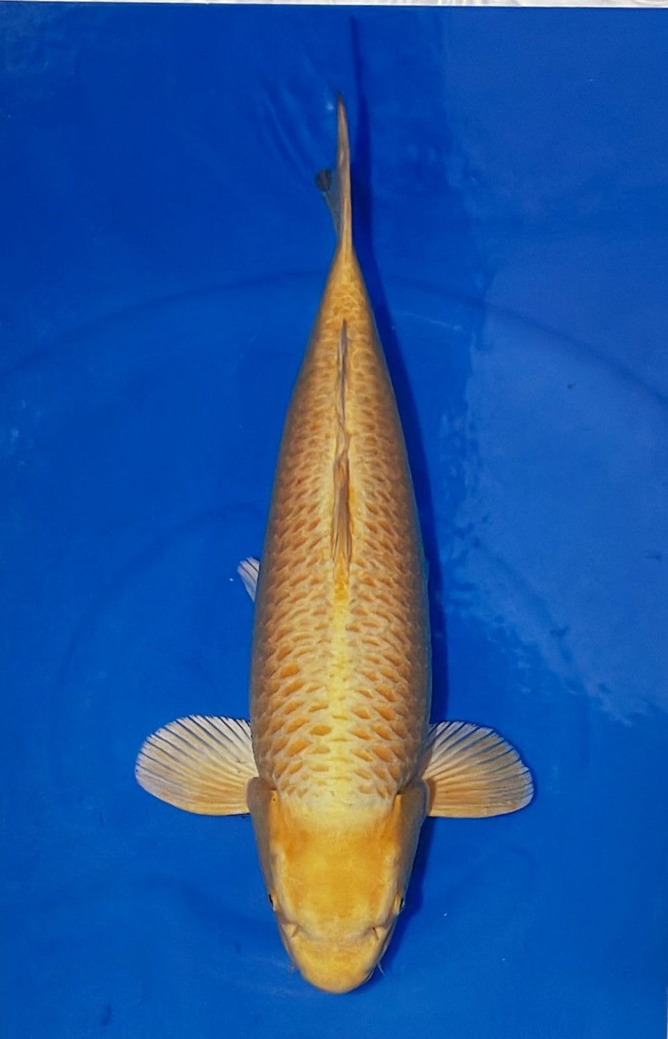 Kamboja Prize 65 Bu