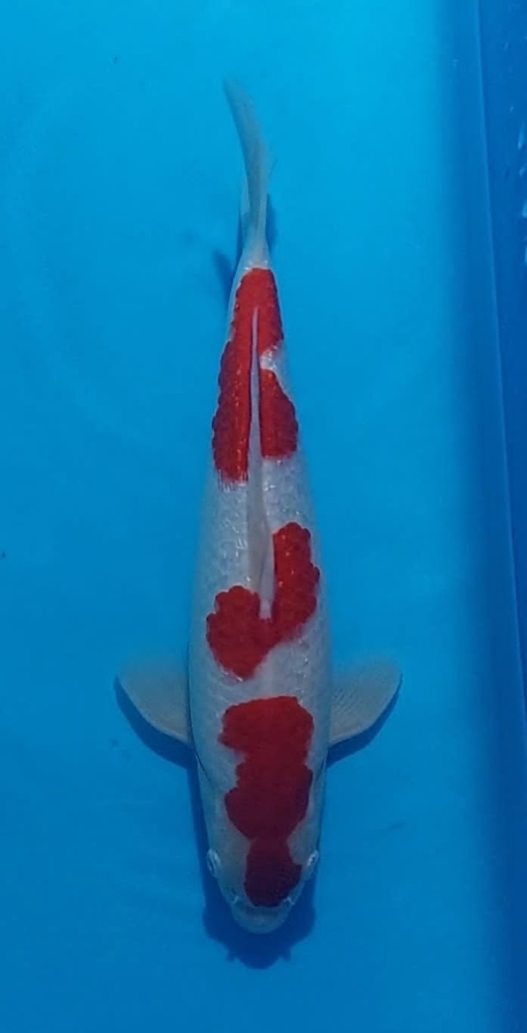 Juara 3