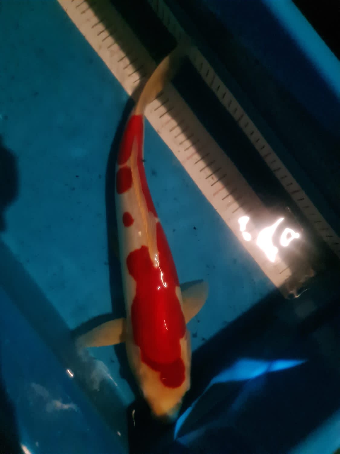Juara 1
