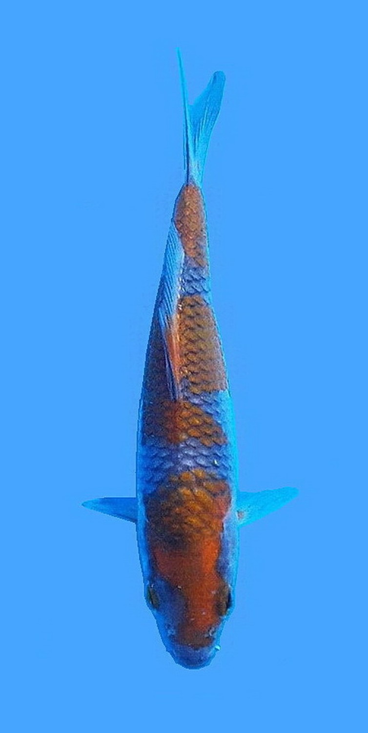 Juara 3