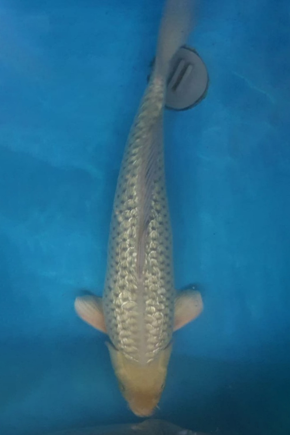 Juara 1