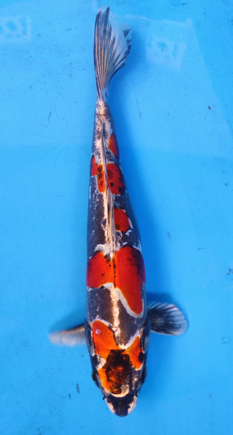 Juara 1