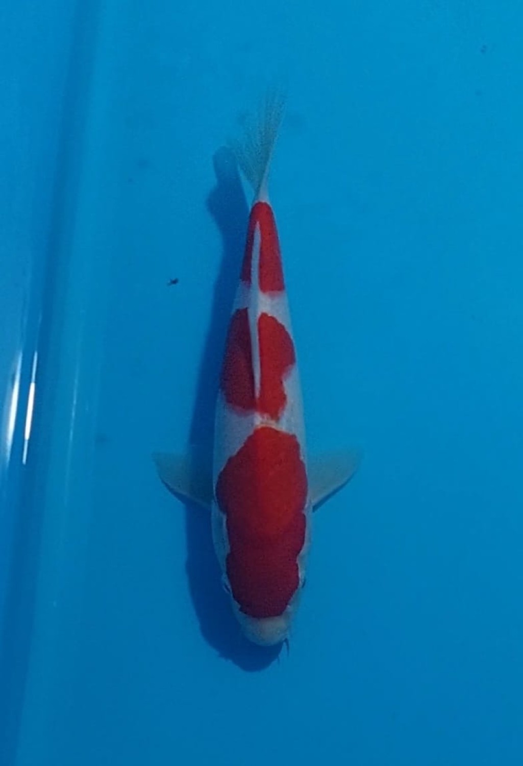 Juara 2