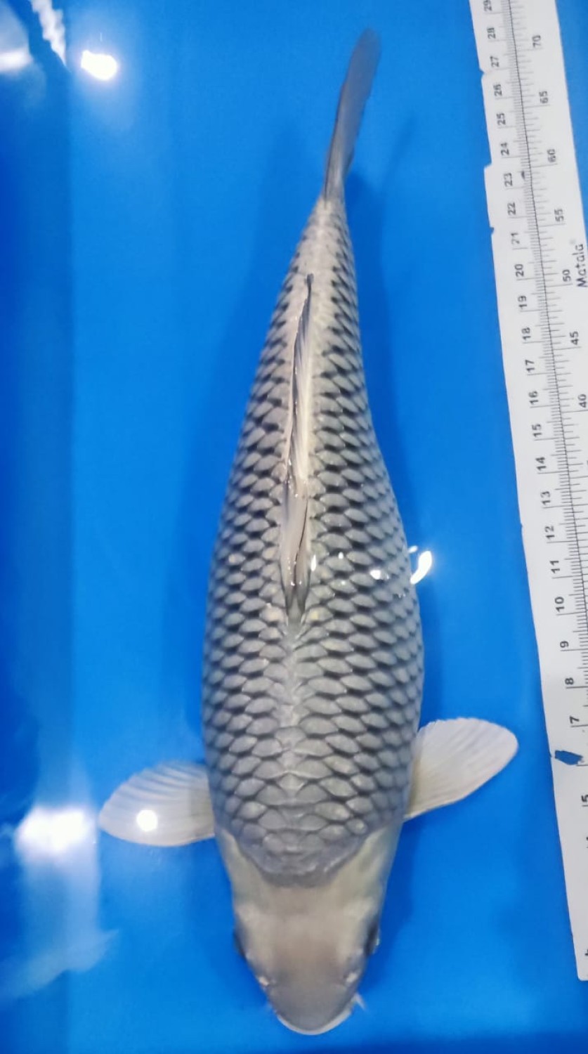 Kamboja Prize 60 Bu