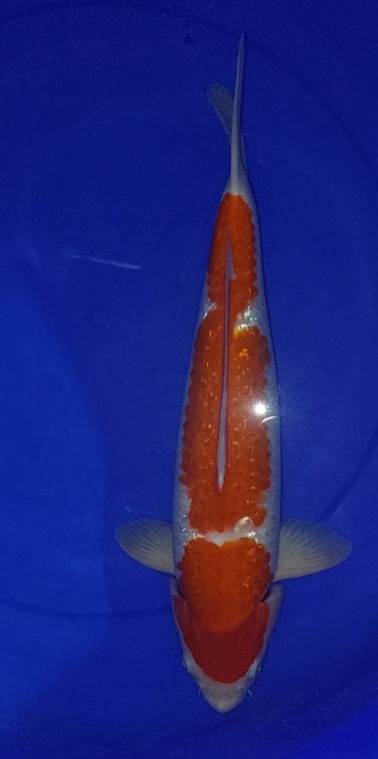 Juara 3
