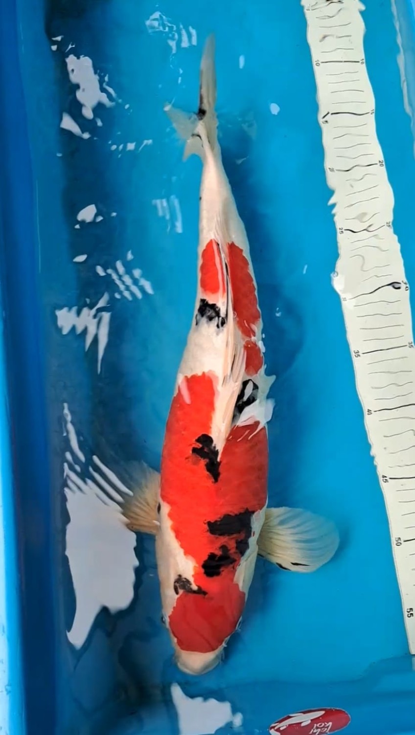 Juara 1