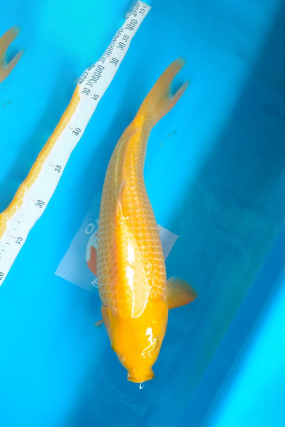 Kamboja Prize 40 Bu