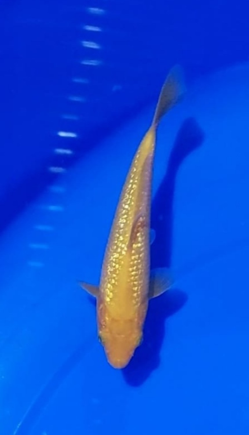 Juara 2