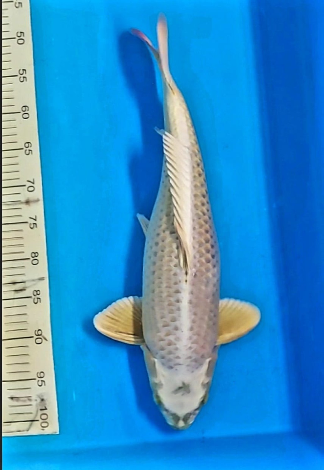 Juara 2