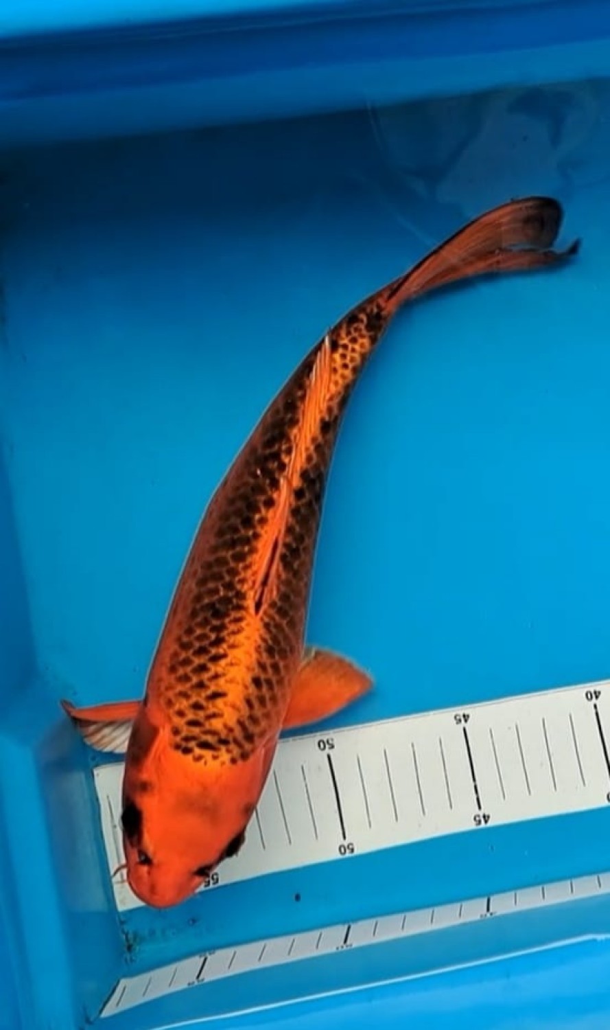 Juara 4