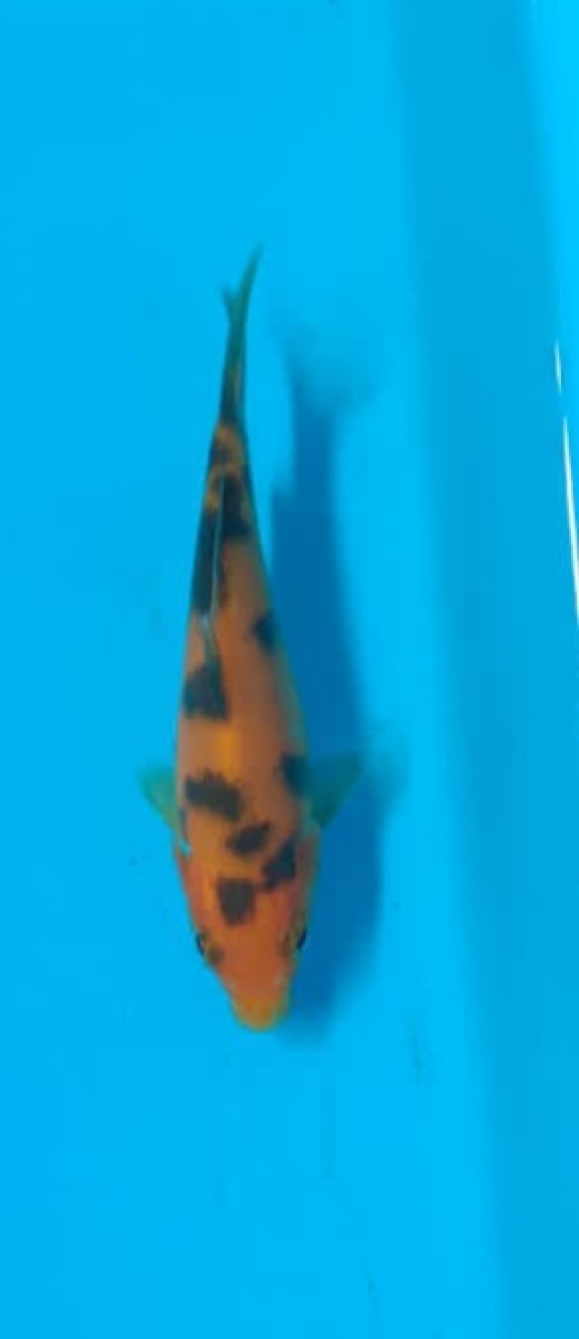 Juara 1