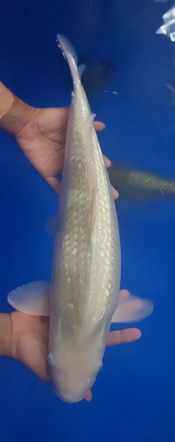 Juara 2
