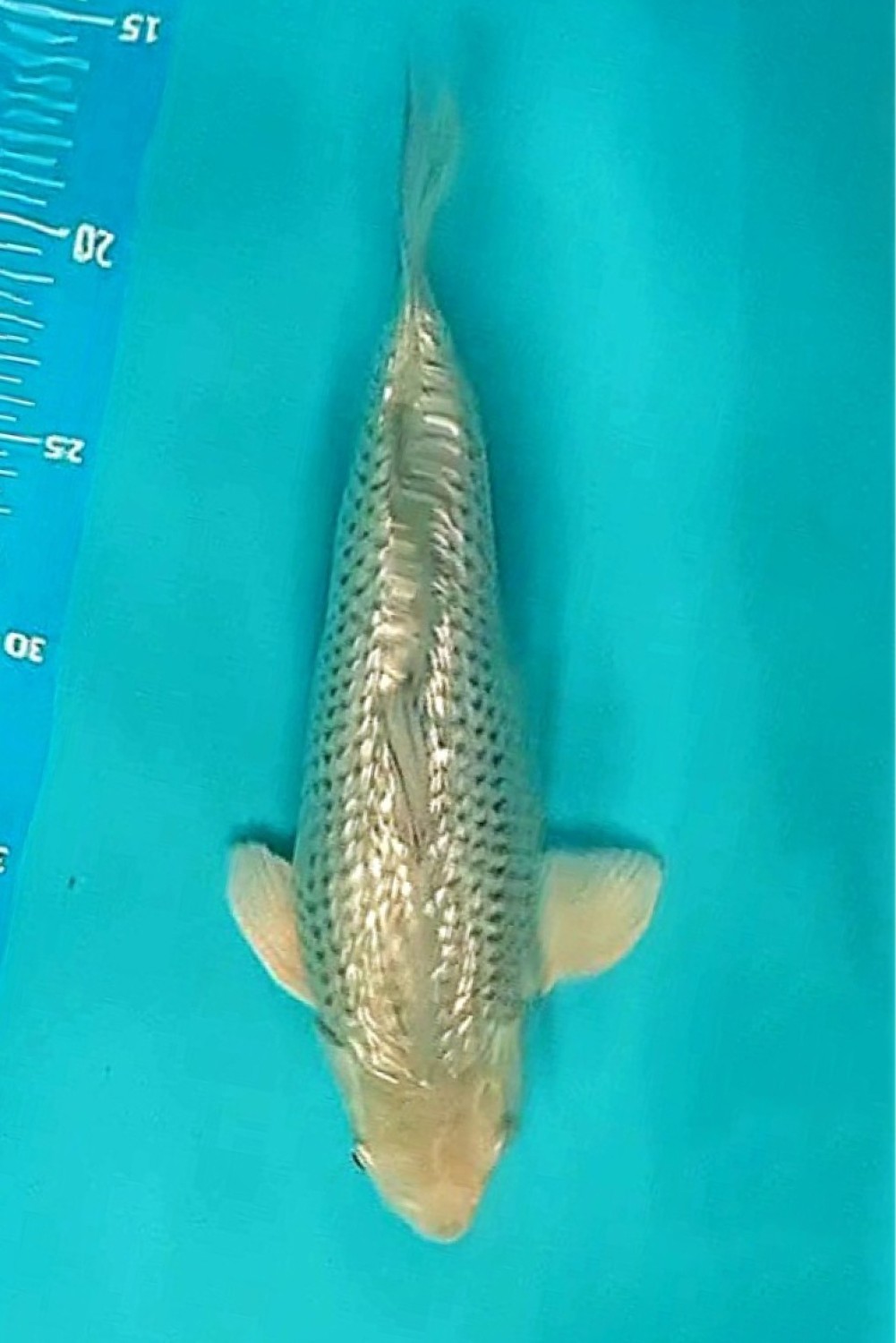 Juara 2