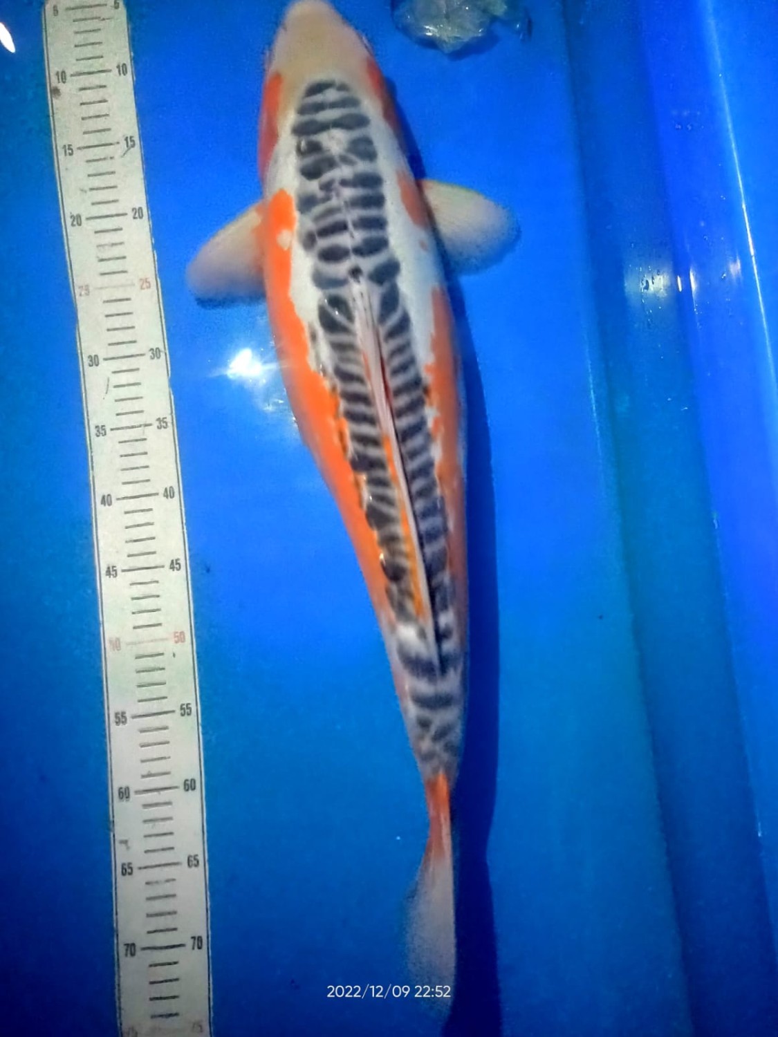 Cempaka Grand Champion