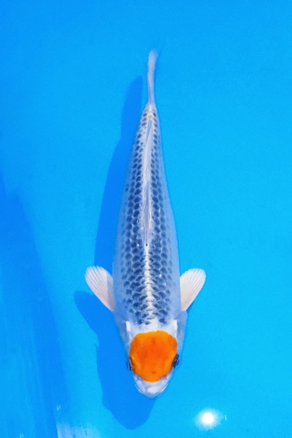 Juara 1