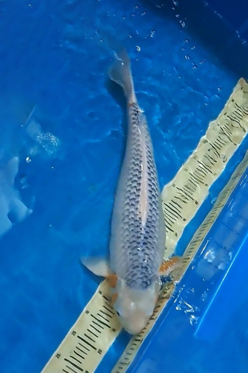 Juara 1