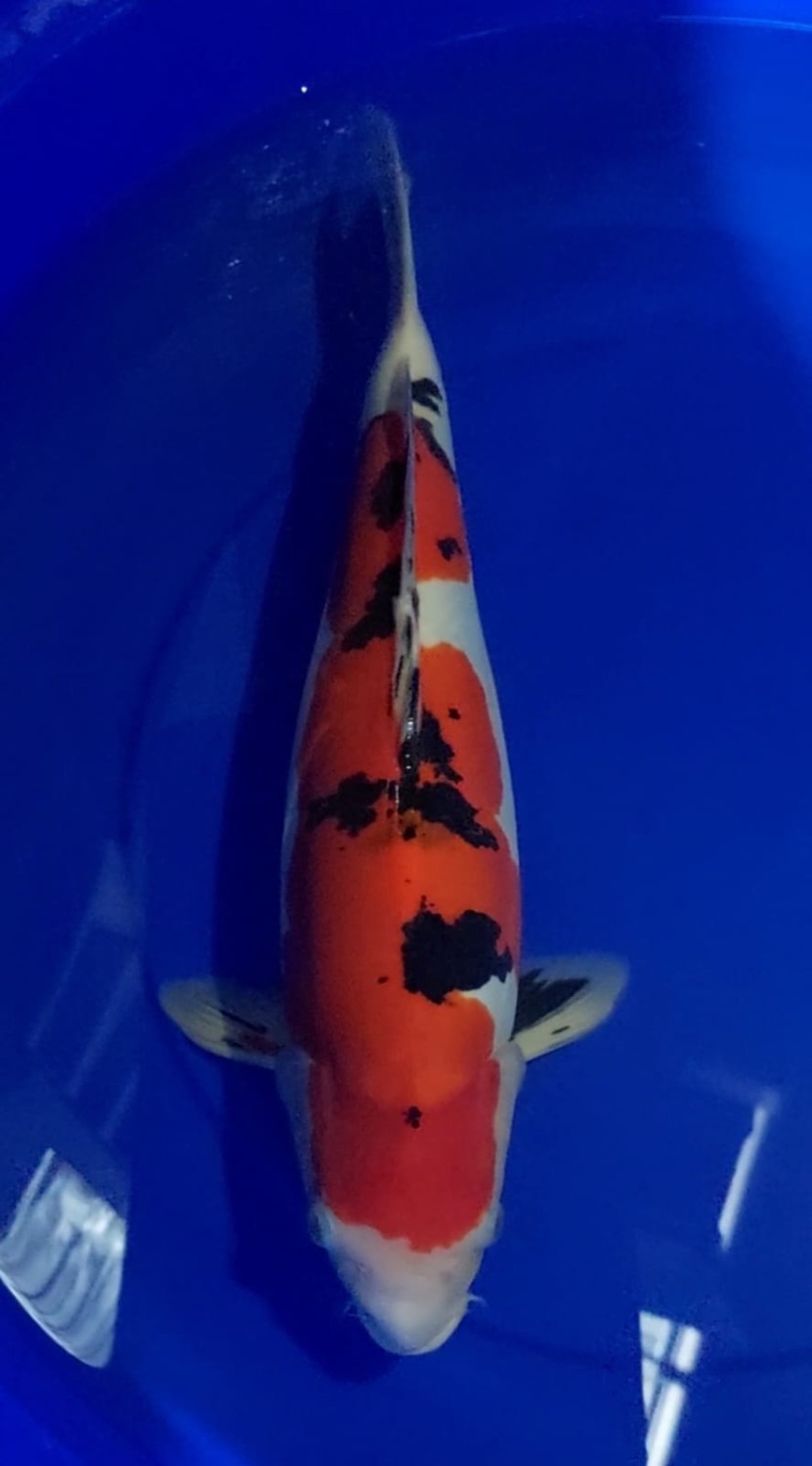 Juara 1