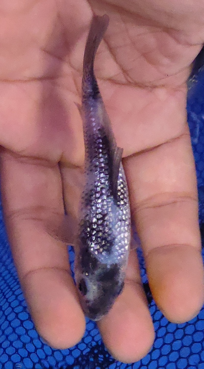 Juara 4